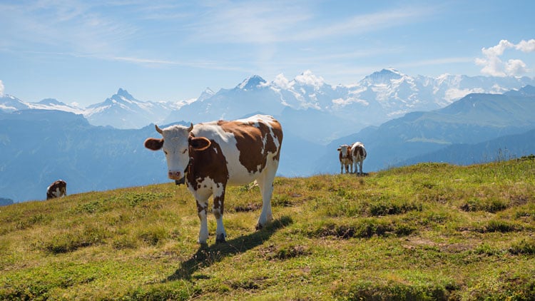 Wandern und Kühe
