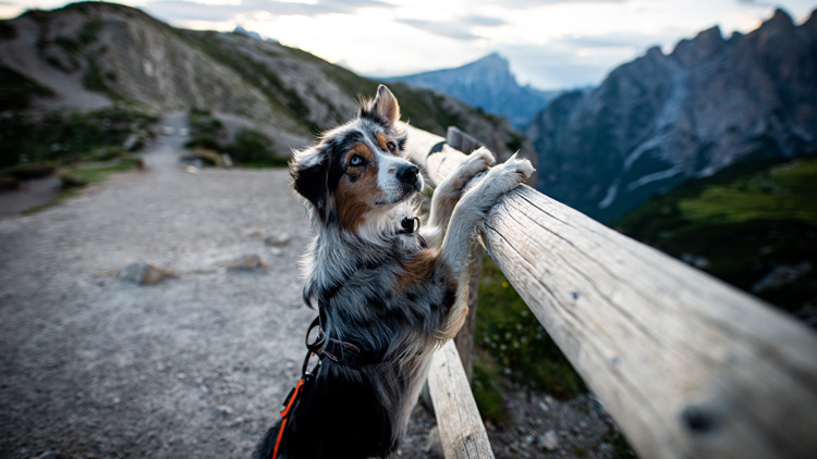 Hund mit Geschirr