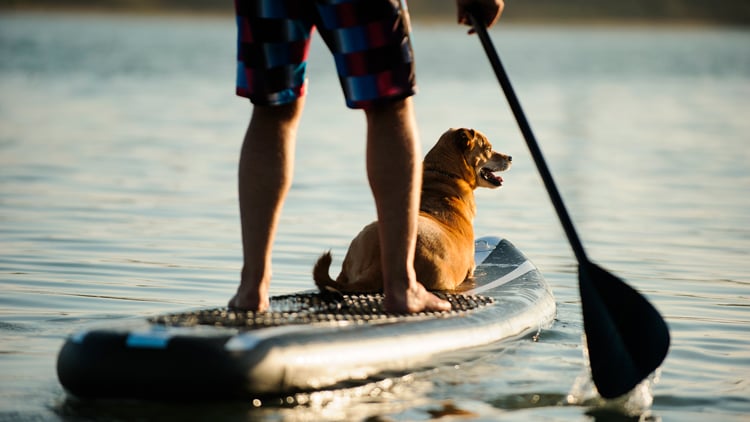 Eine Person steht auf einem Paddleboard im Wasser und hält ein Paddel. Vor ihr sitzt ein Hund auf dem Board. Das Wasser ist ruhig und spiegelt das Licht wider