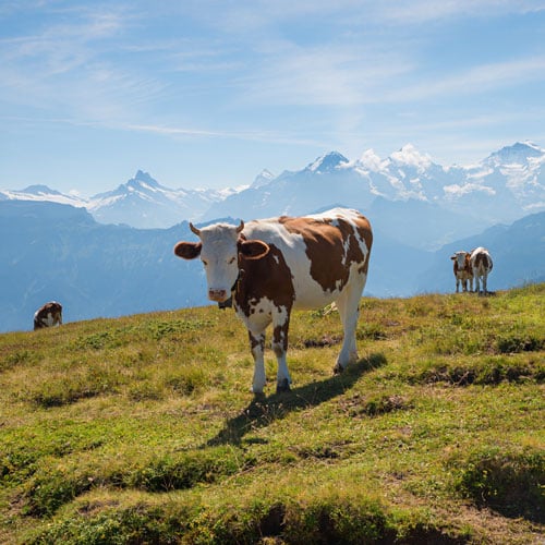 Wandern & Kühe - So geht das friedliche Miteinander