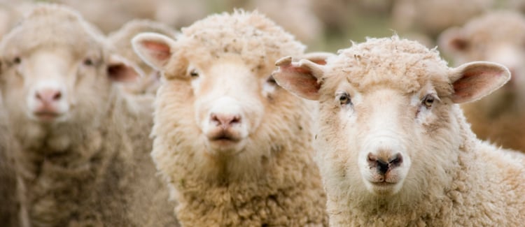 Merinowolle Merinowolle