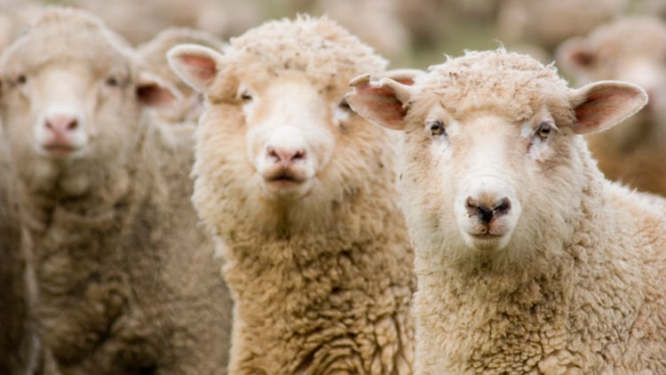 Merinowolle Titelbild