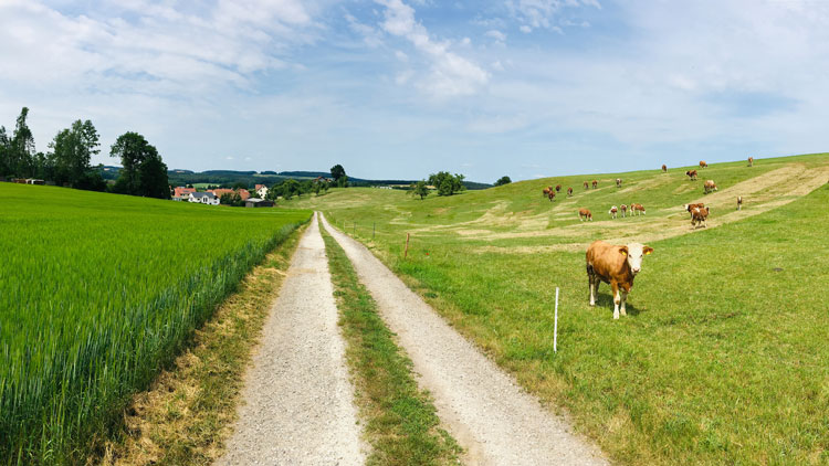 Wie geht man richtig an Kühen vorbei?